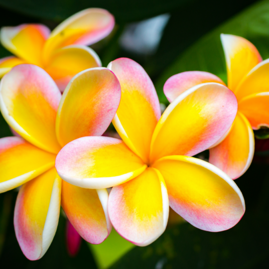 Hawaiian flower