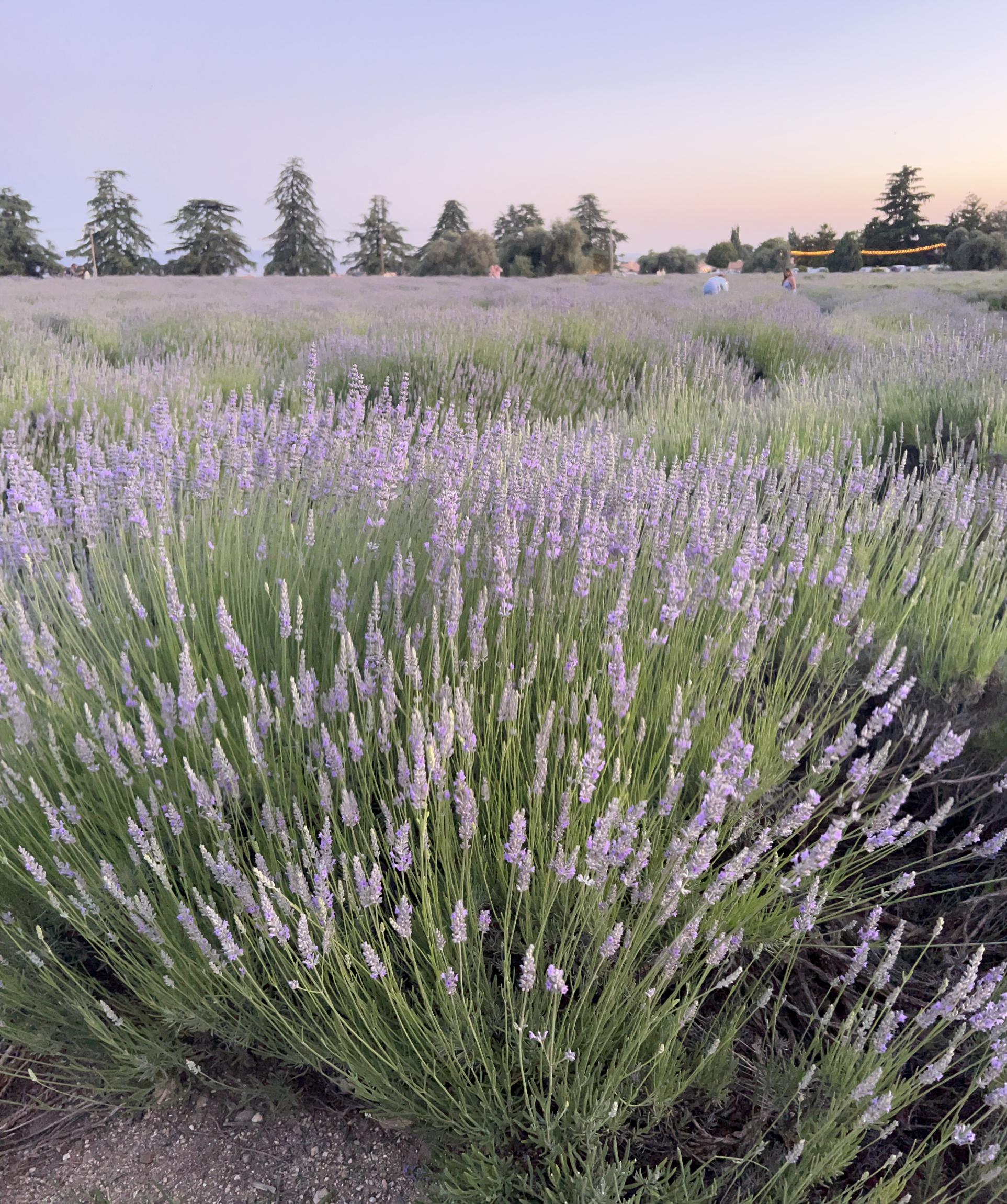 Lavender Fields